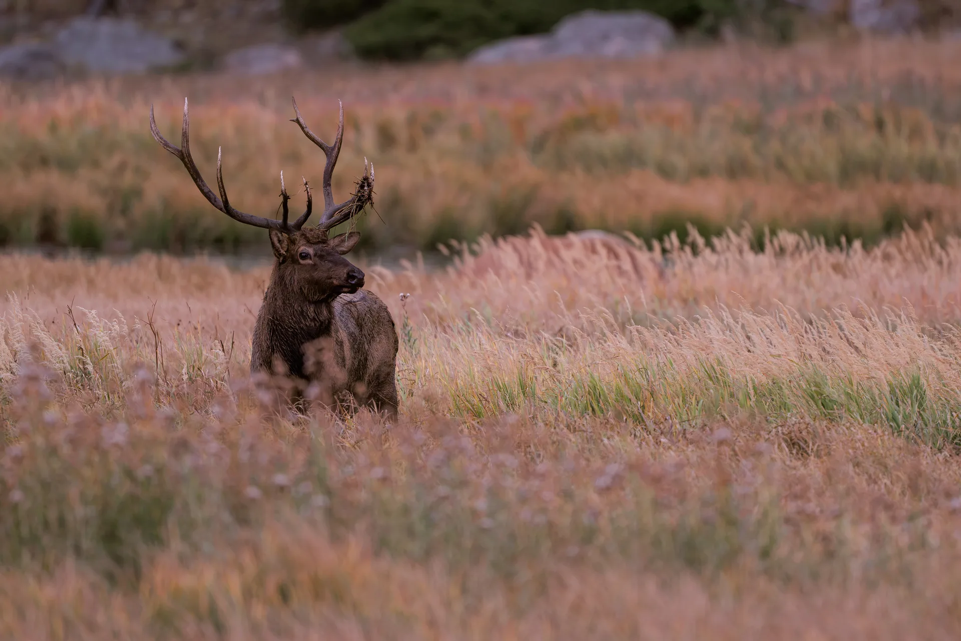 Bull Elk rising in the grasses
