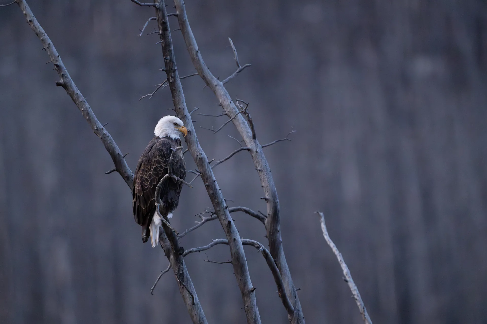 Photograph at Jasper