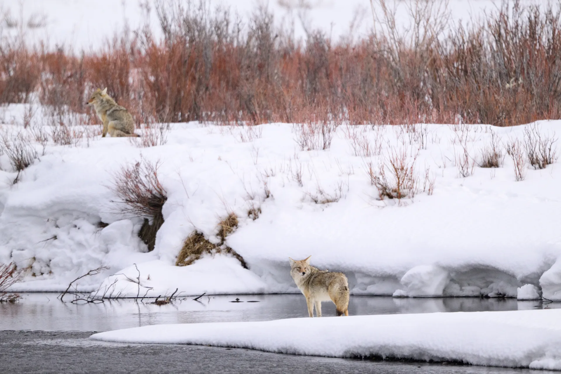 American Bison at Lamar Valley
