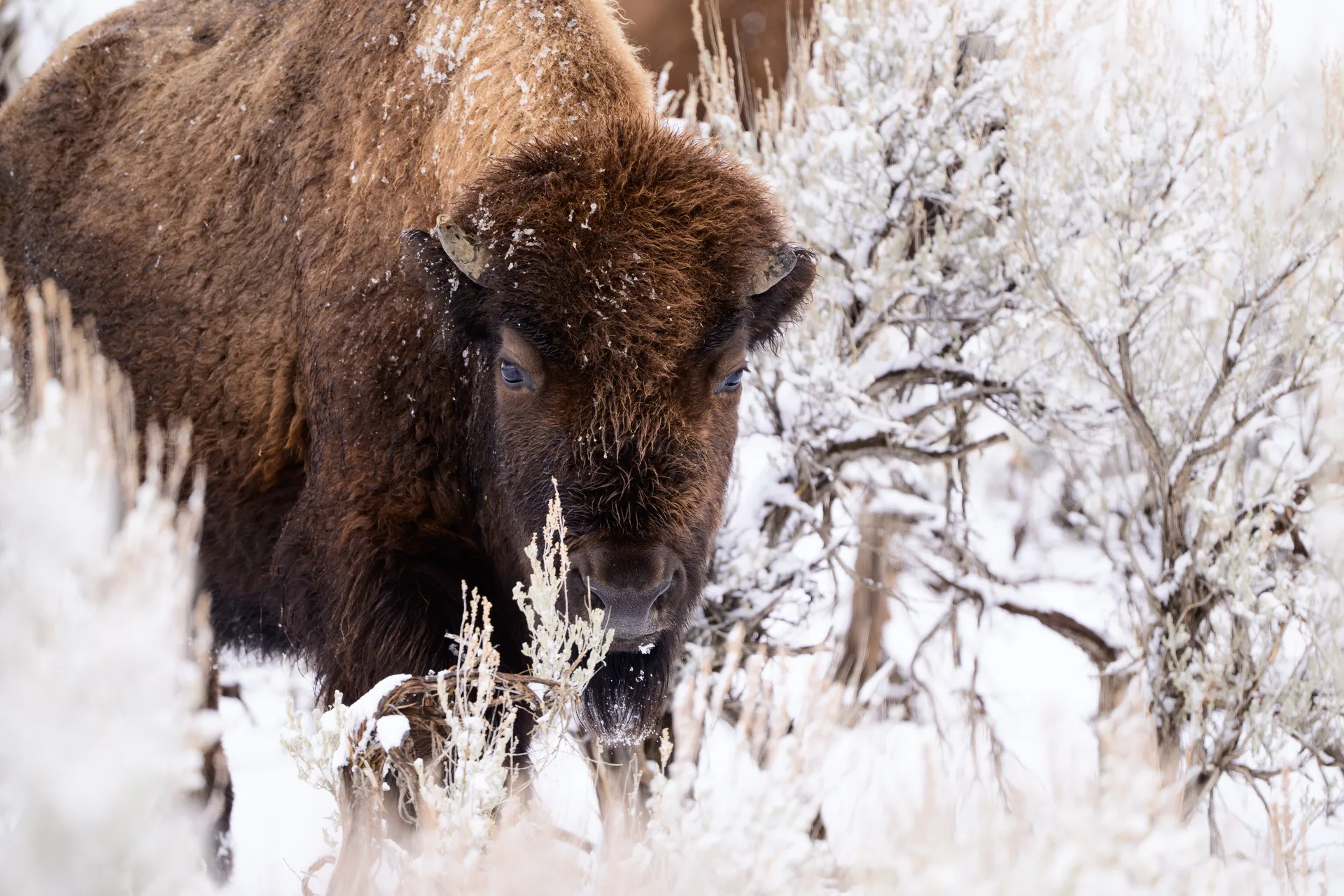 American Bison at Lamar Valley