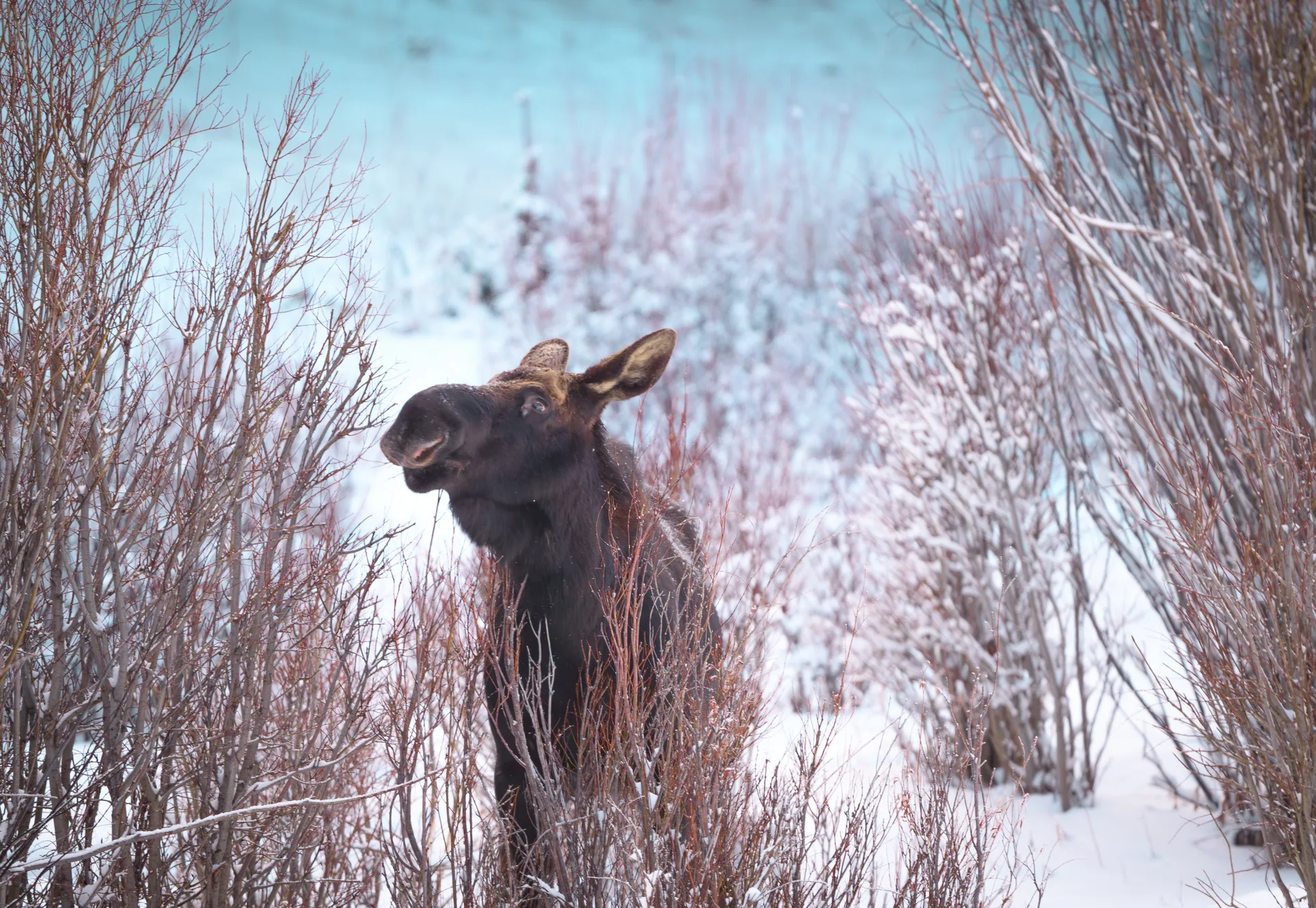 American Bison, Moose at Lamar Valley