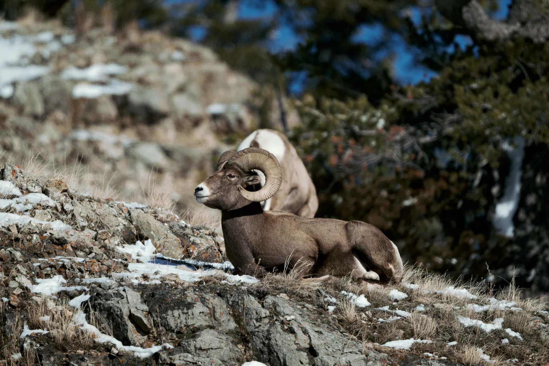 Photograph at Lamar Valley