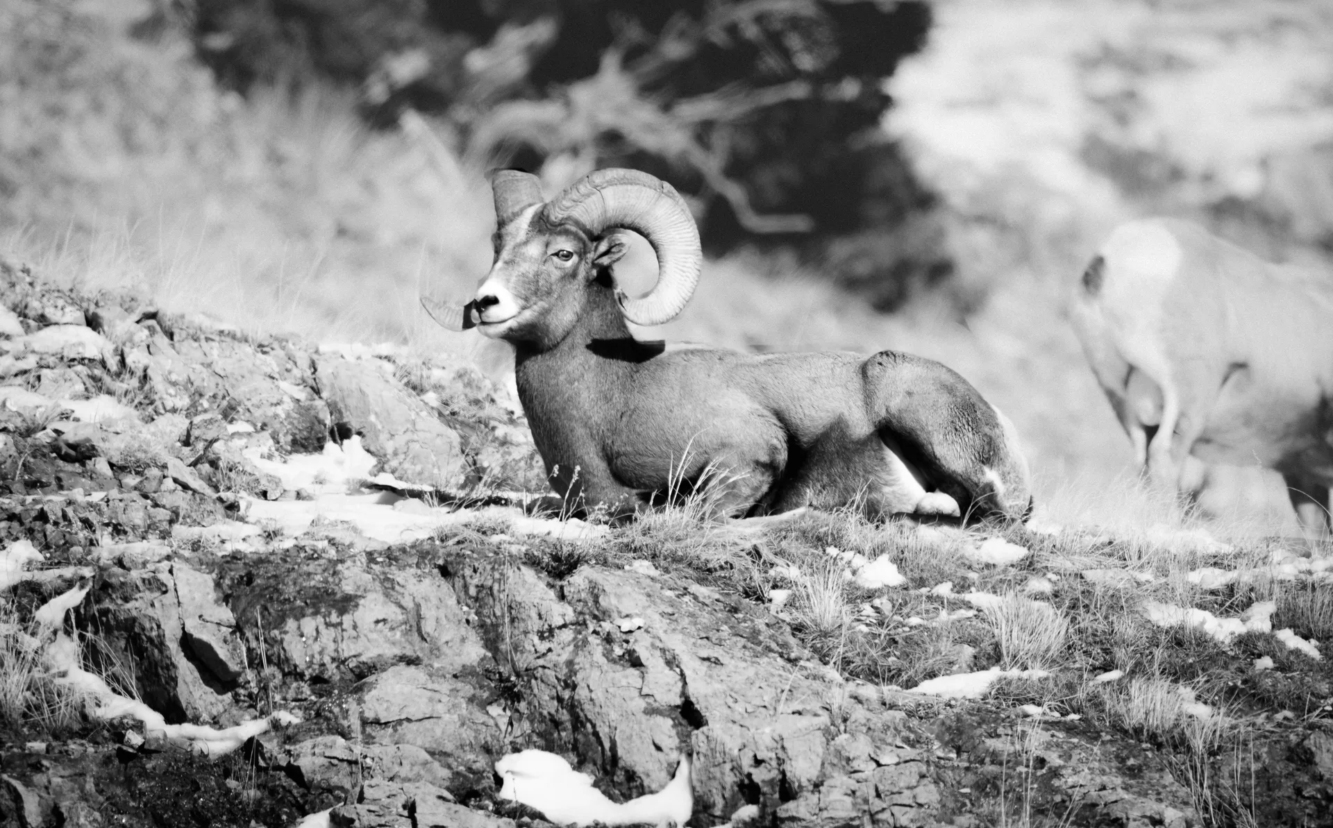 Bighorn Sheep at Lamar Valley