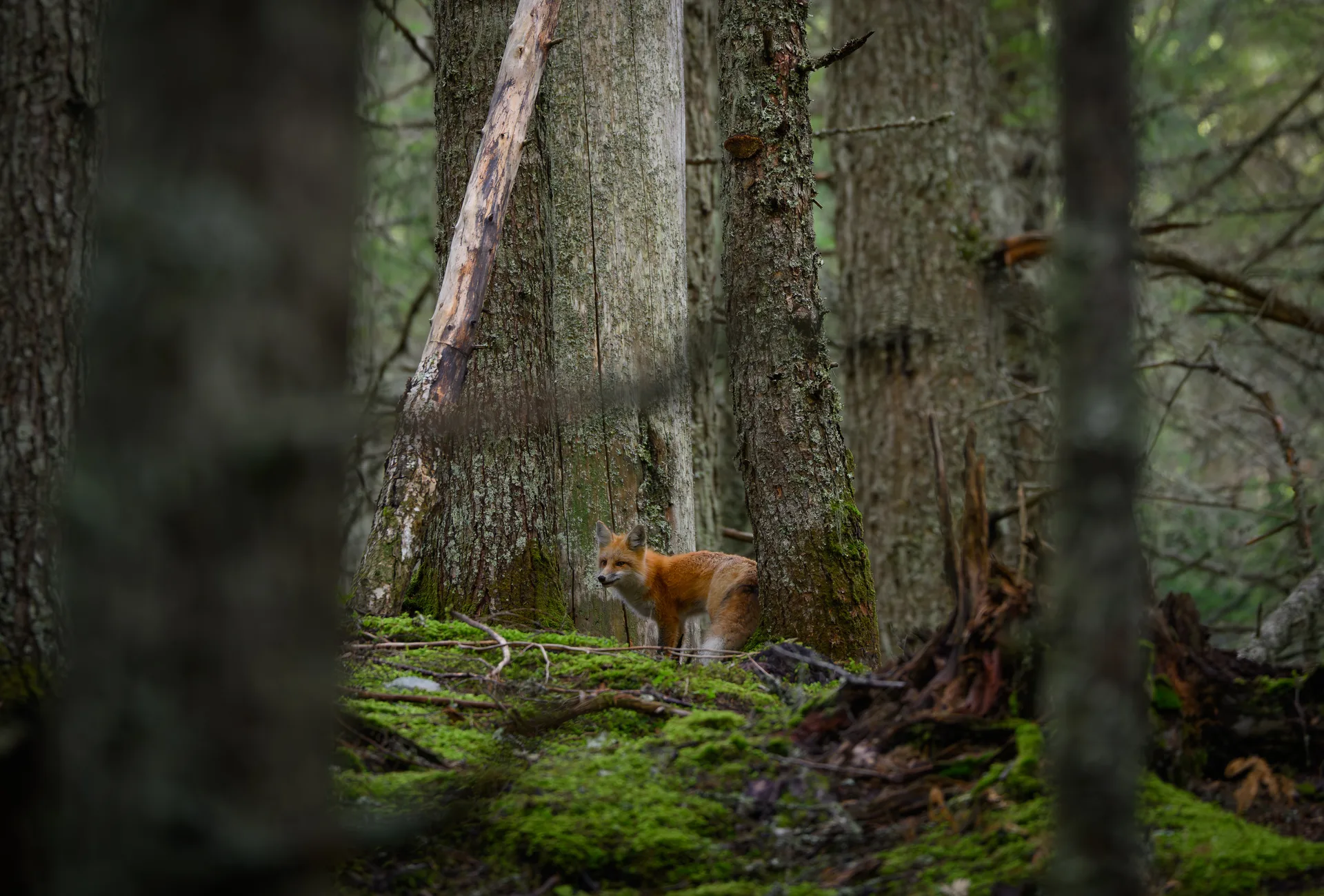 Red Fox