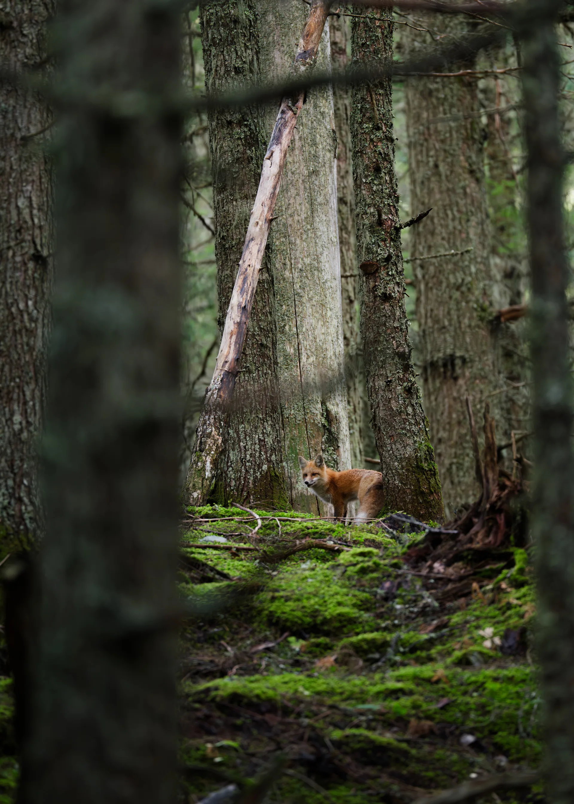 Red Fox