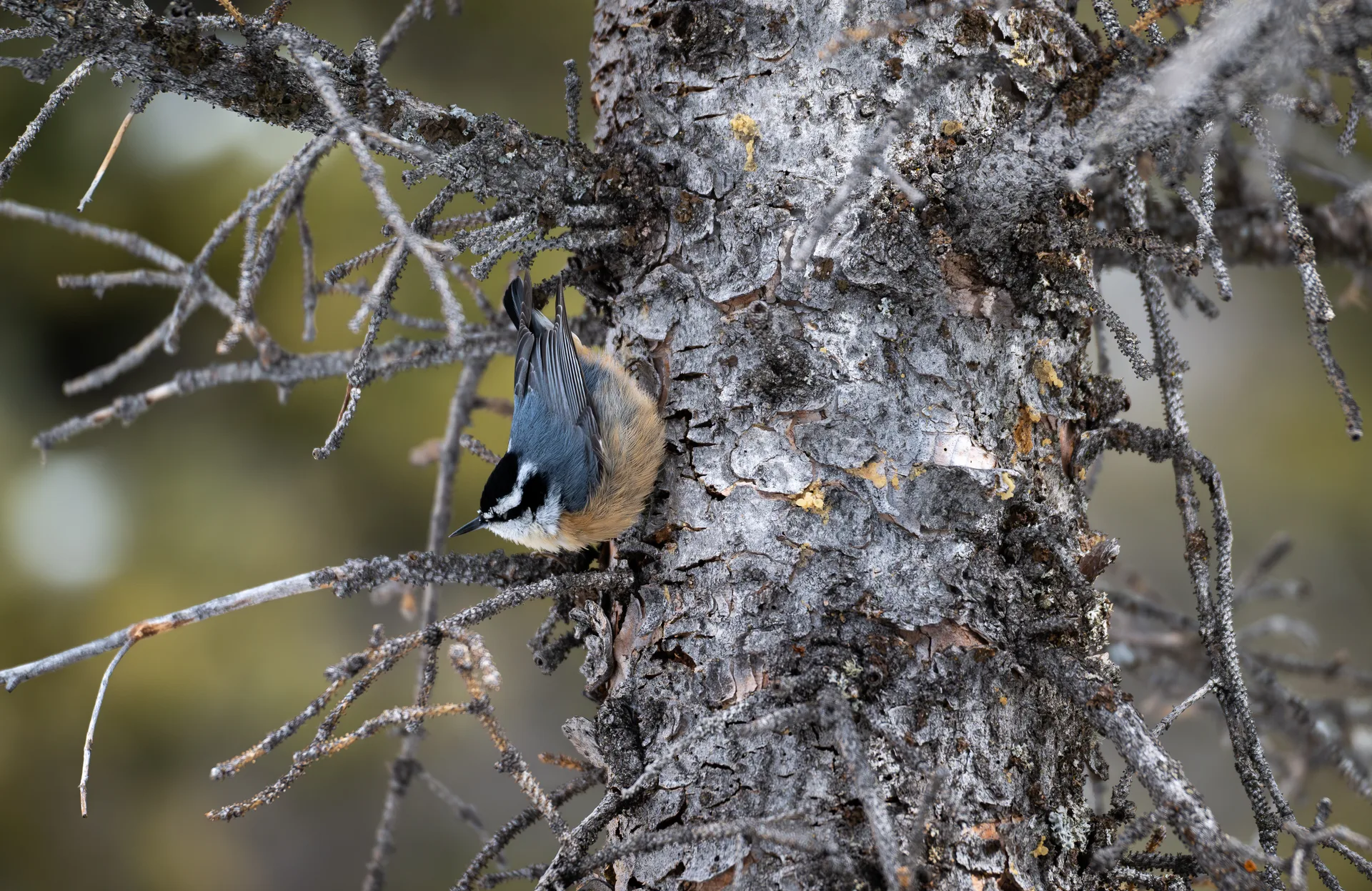 Photograph at Rocky Mountain